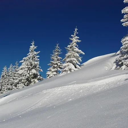 Salvenmoser Johanna Daire